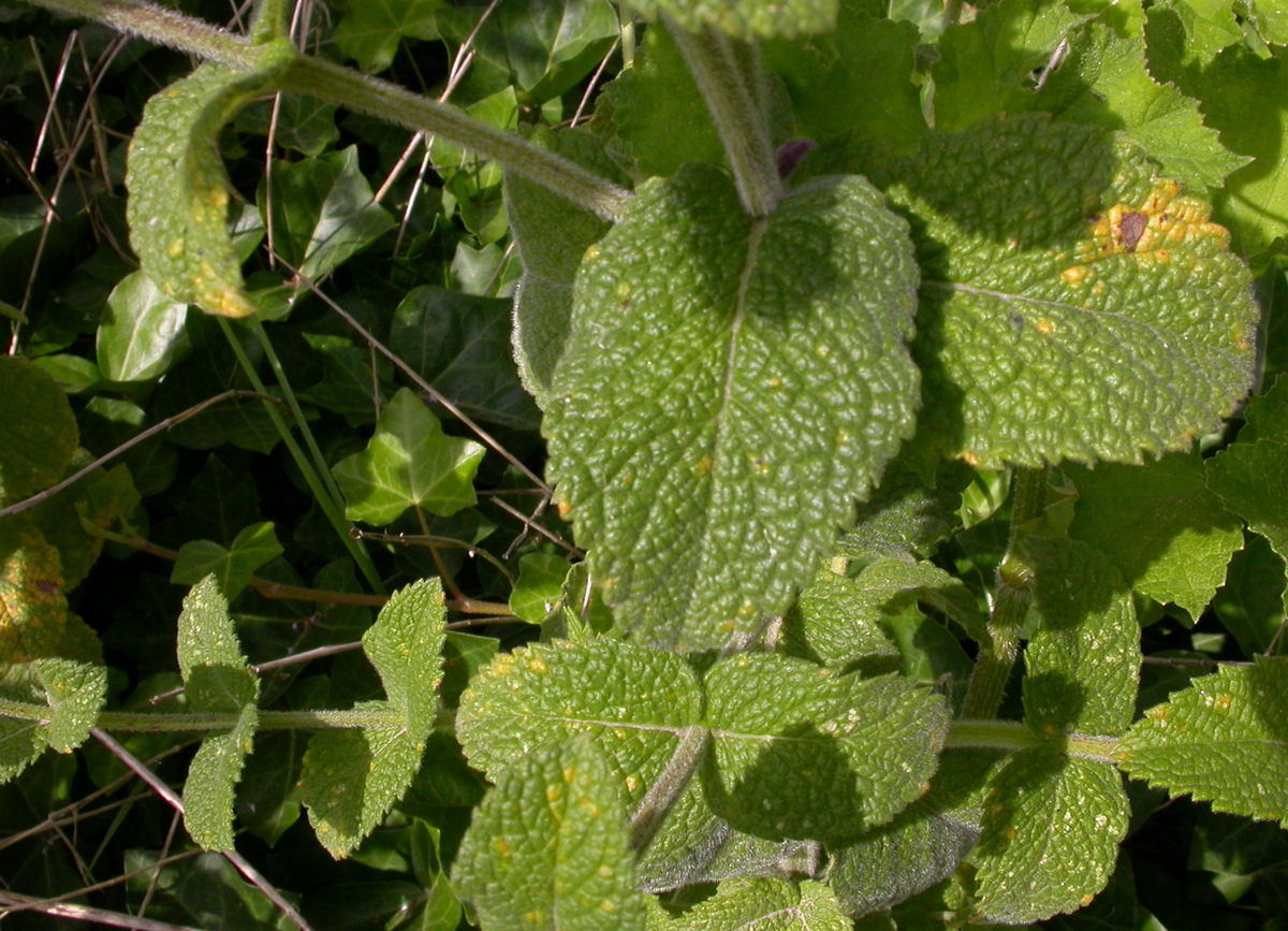 Mentha suaveolens (door Peter Meininger)