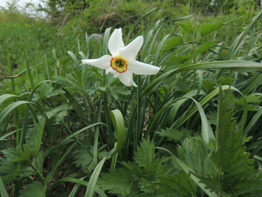 Narcissus poeticus (door Jan Hein van Steenis)