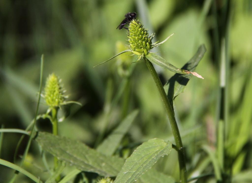 Phyteuma spicatum (door Peter Meininger)