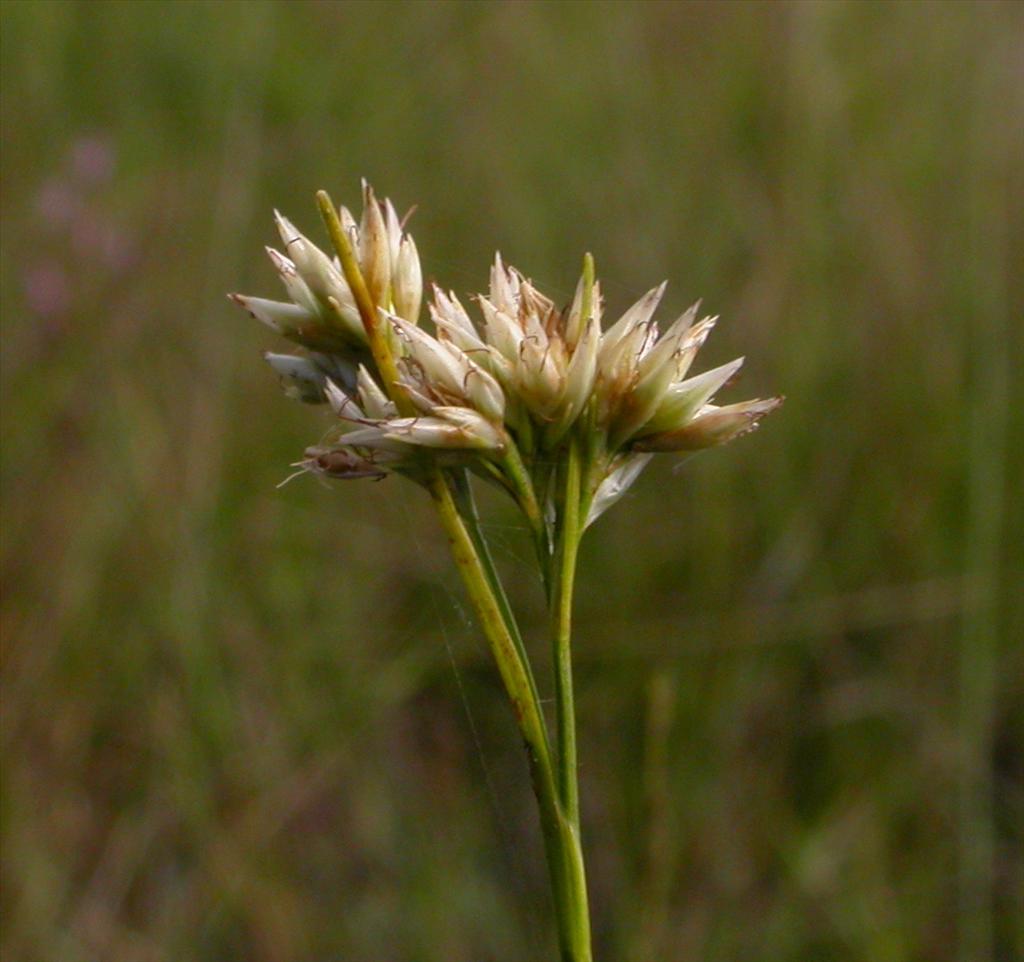 Rhynchospora alba (door Peter Meininger)