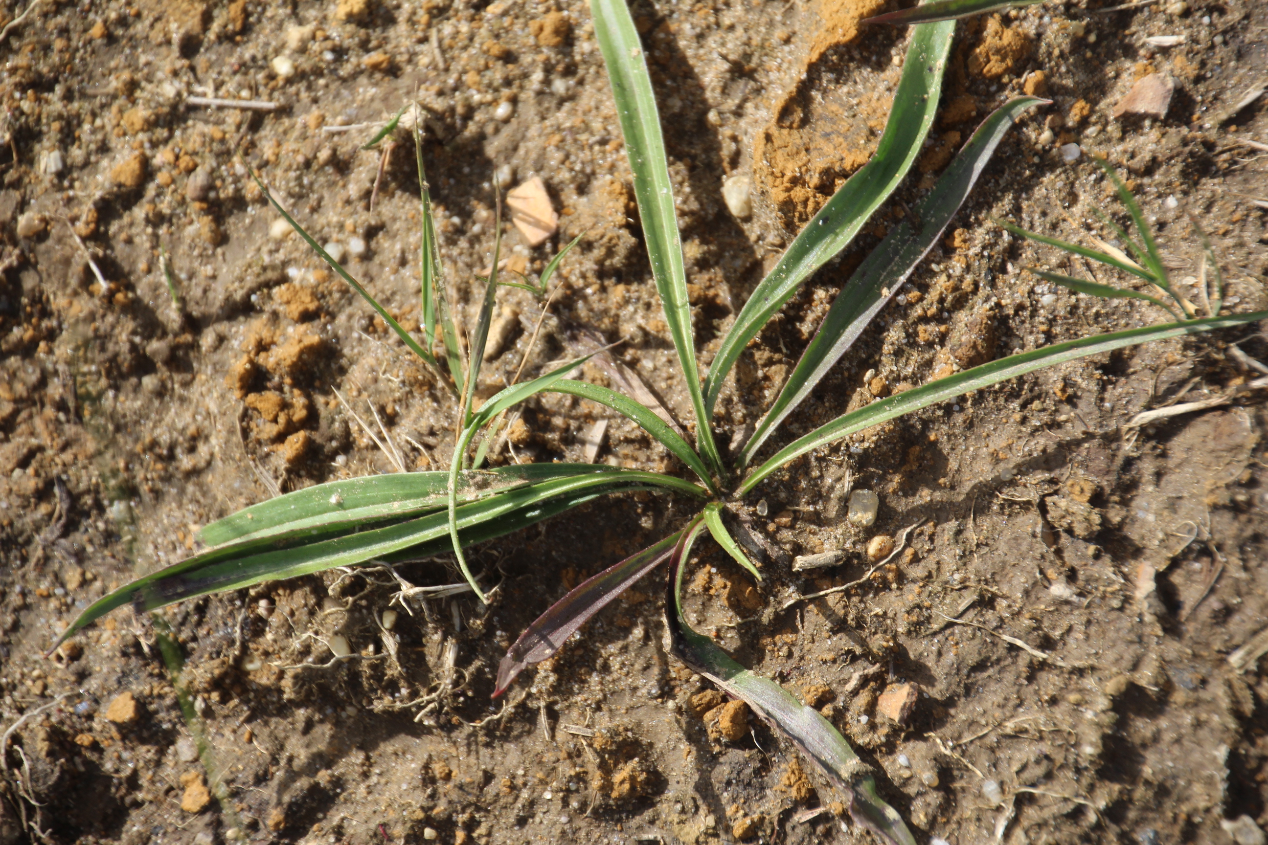 Scorzonera humilis (door Egbert de Boer)