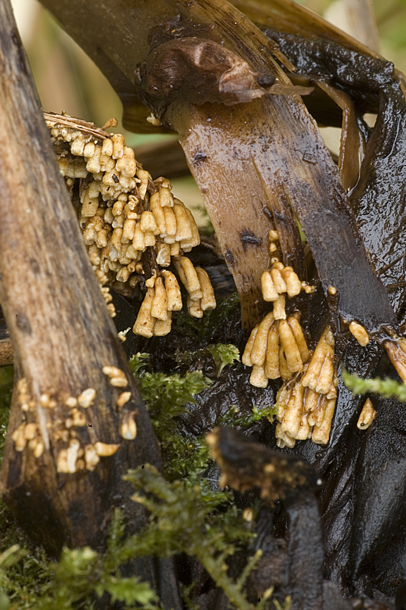 Woldmaria filicina (door Nico Dam)