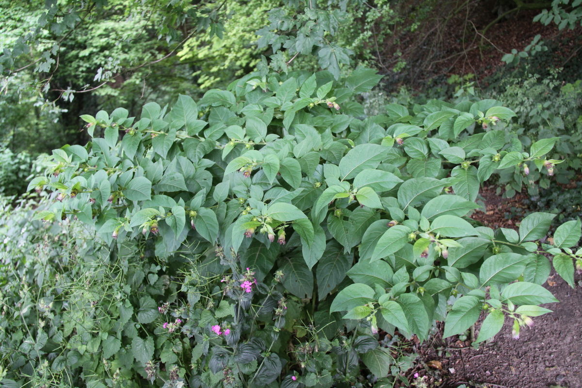 Atropa bella-donna (door Peter Meininger)