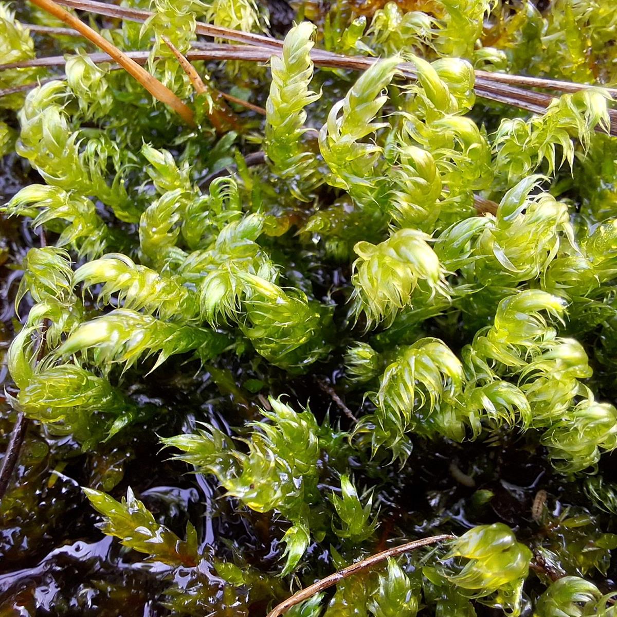 Drepanocladus lycopodioides (door Muriel Schouten)