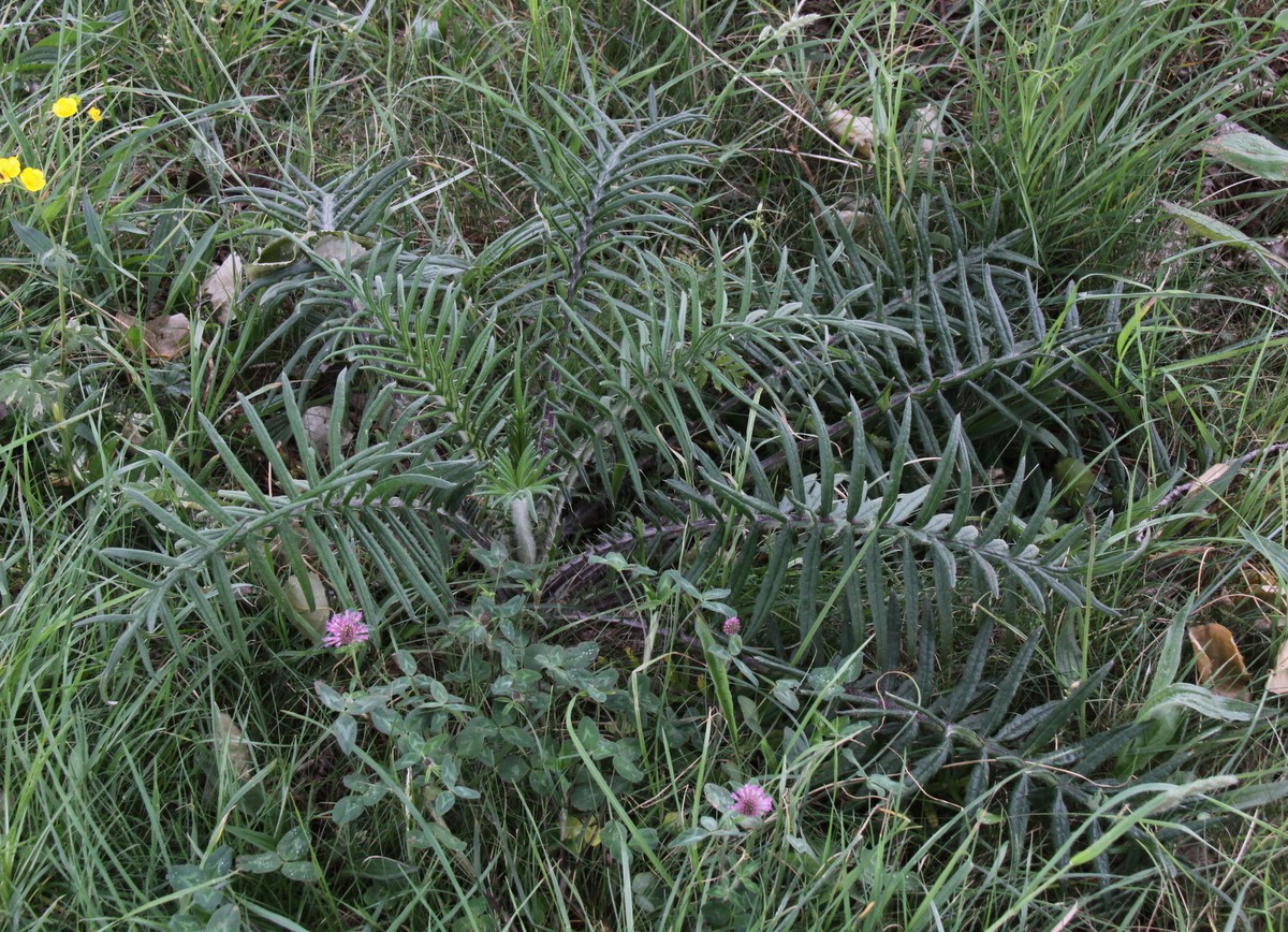 Cirsium eriophorum (door Peter Meininger)