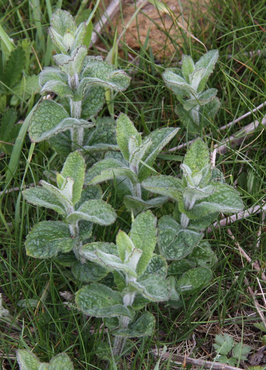 Mentha x rotundifolia (door Peter Meininger)