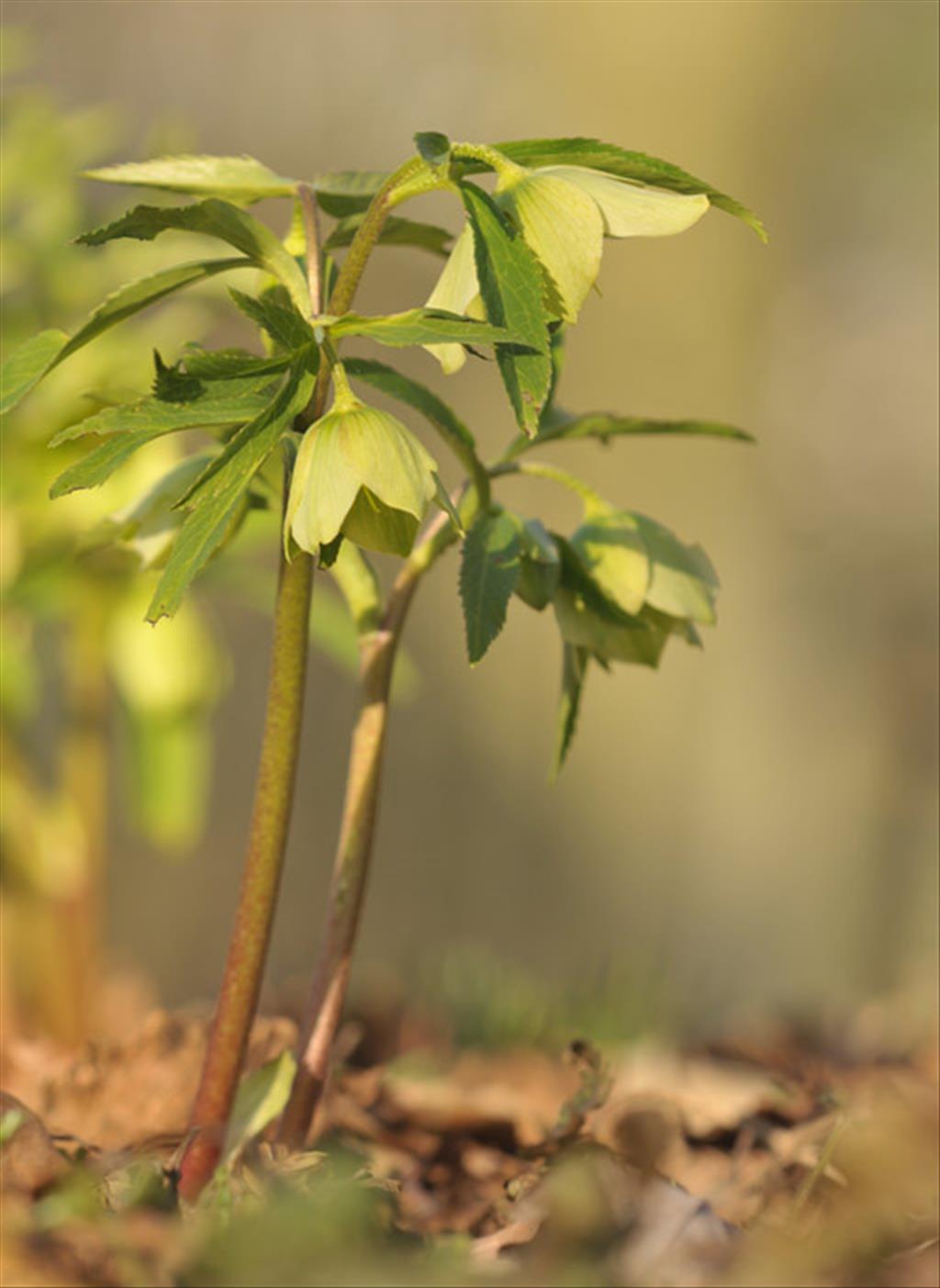 Helleborus viridis (door Theo Muusse)