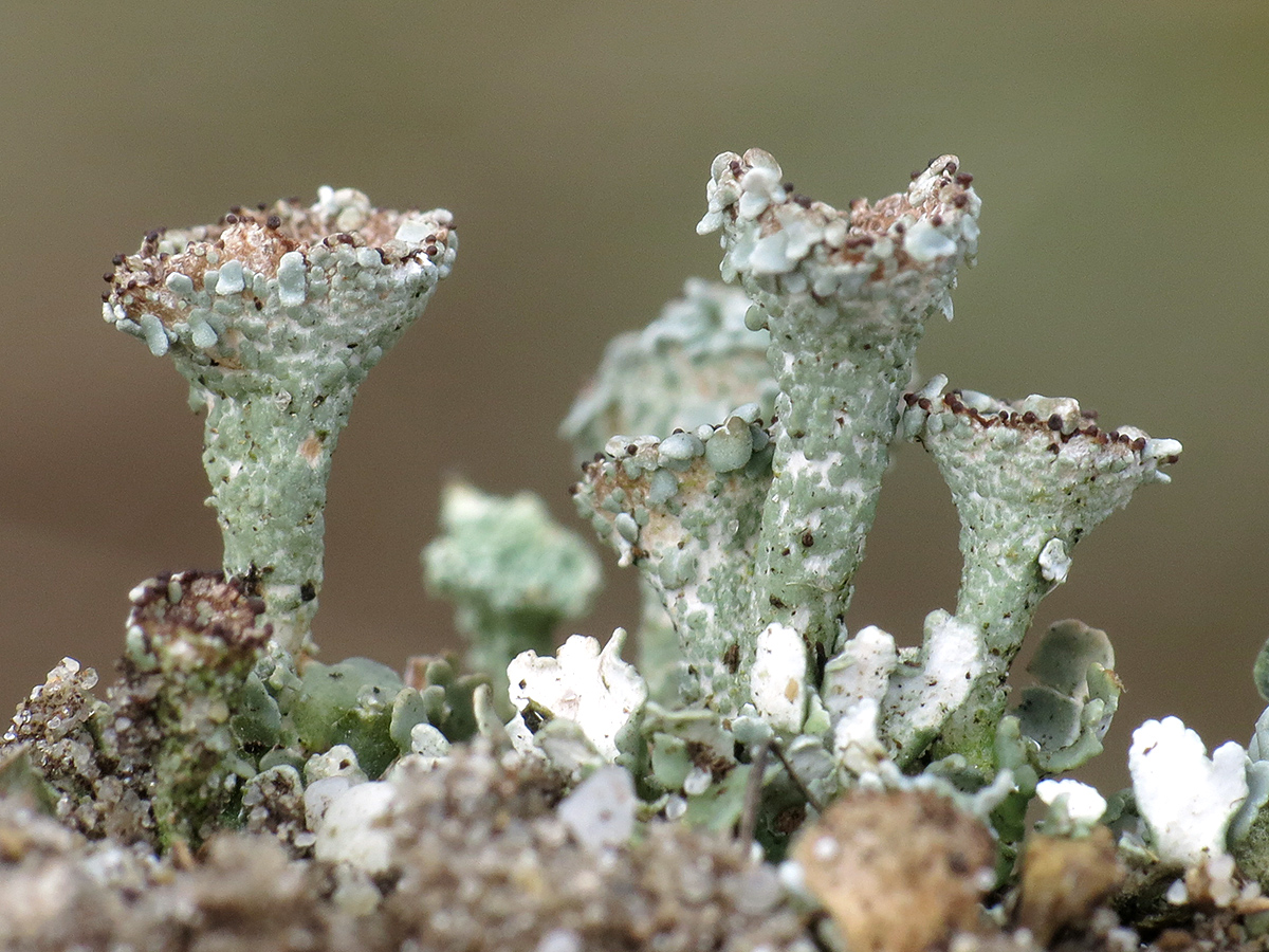 Cladonia monomorpha (door Gerwin van de Maat)