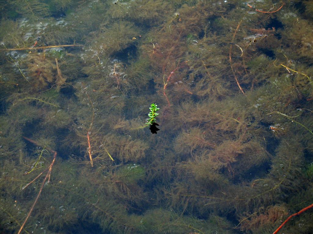 Myriophyllum heterophyllum (door Wim van der Ven)