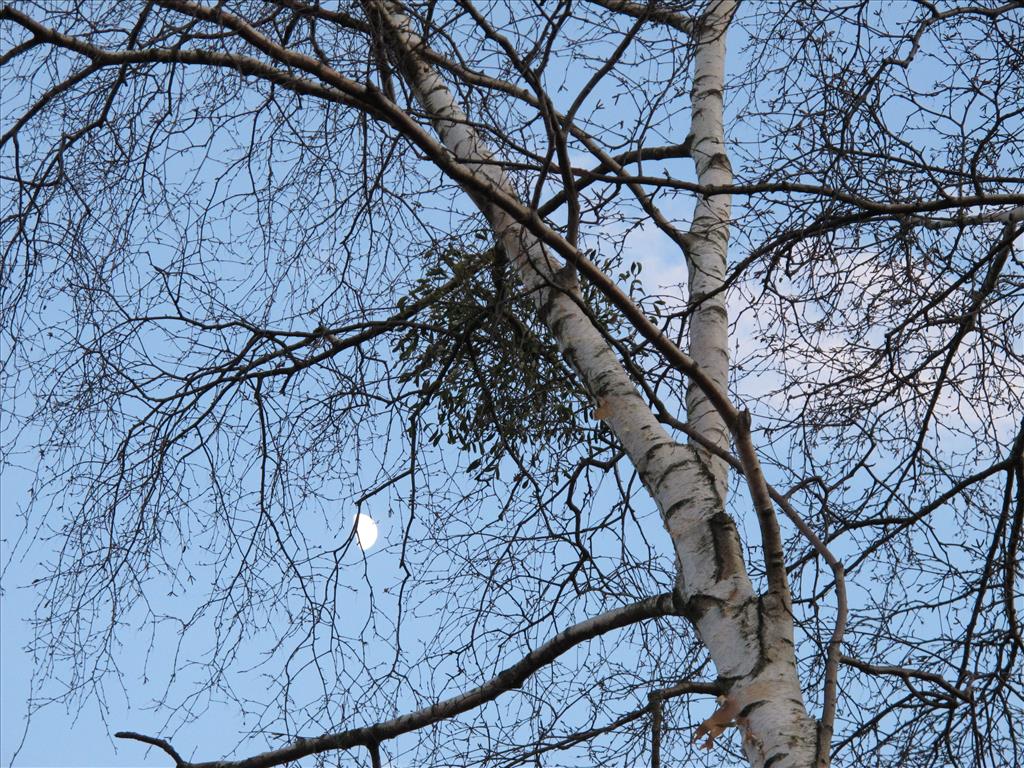 Viscum album (door Wim van der Ven)