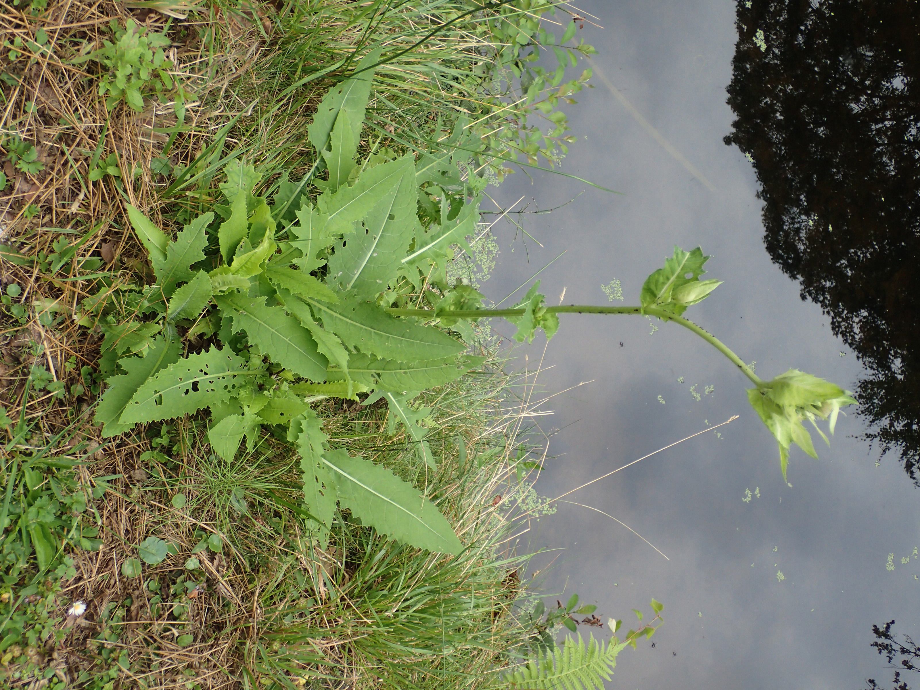 Cirsium oleraceum (door Wim van der Ven)