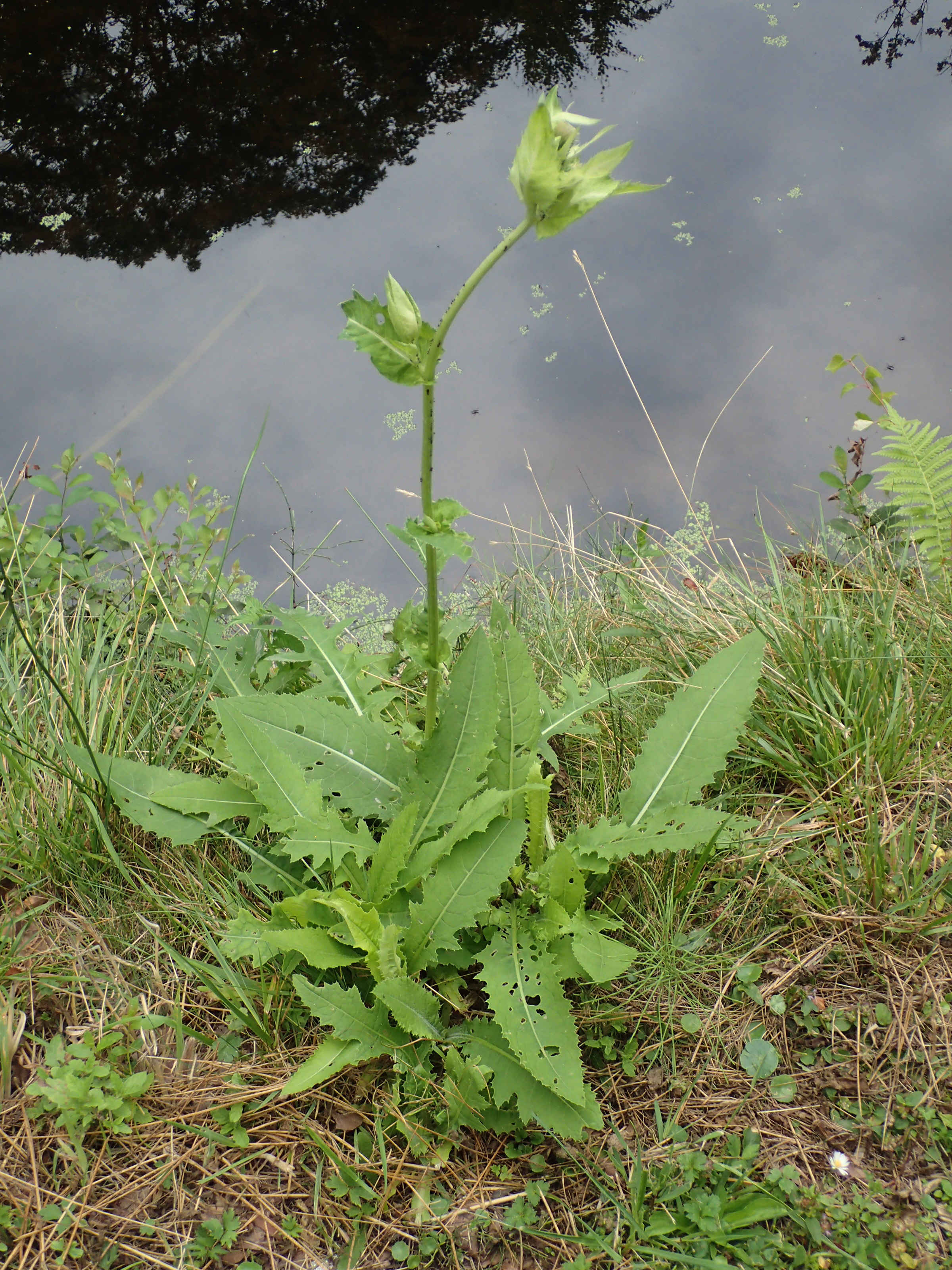 Cirsium oleraceum (door Wim van der Ven)