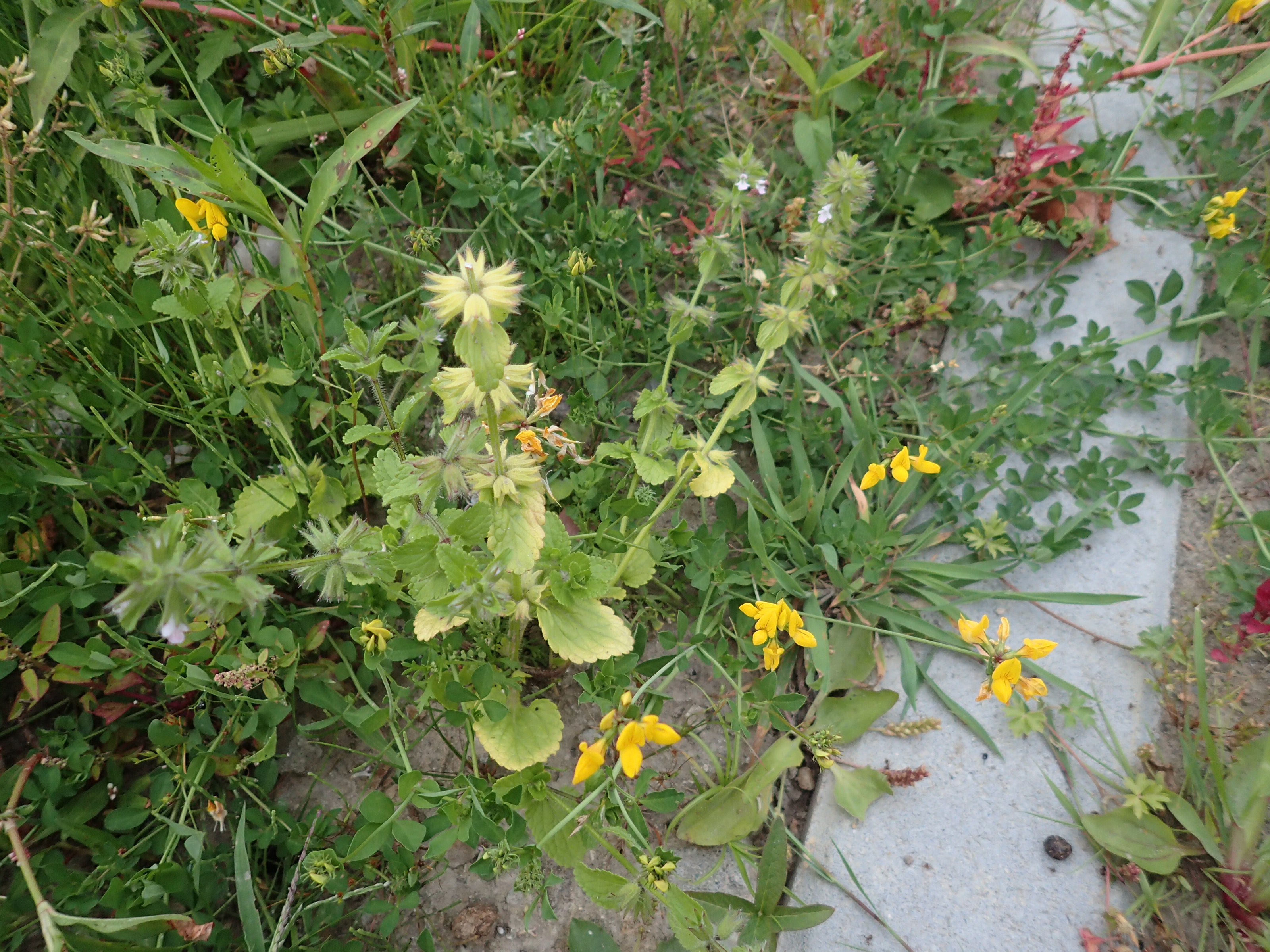 Stachys arvensis (door Wim van der Ven)