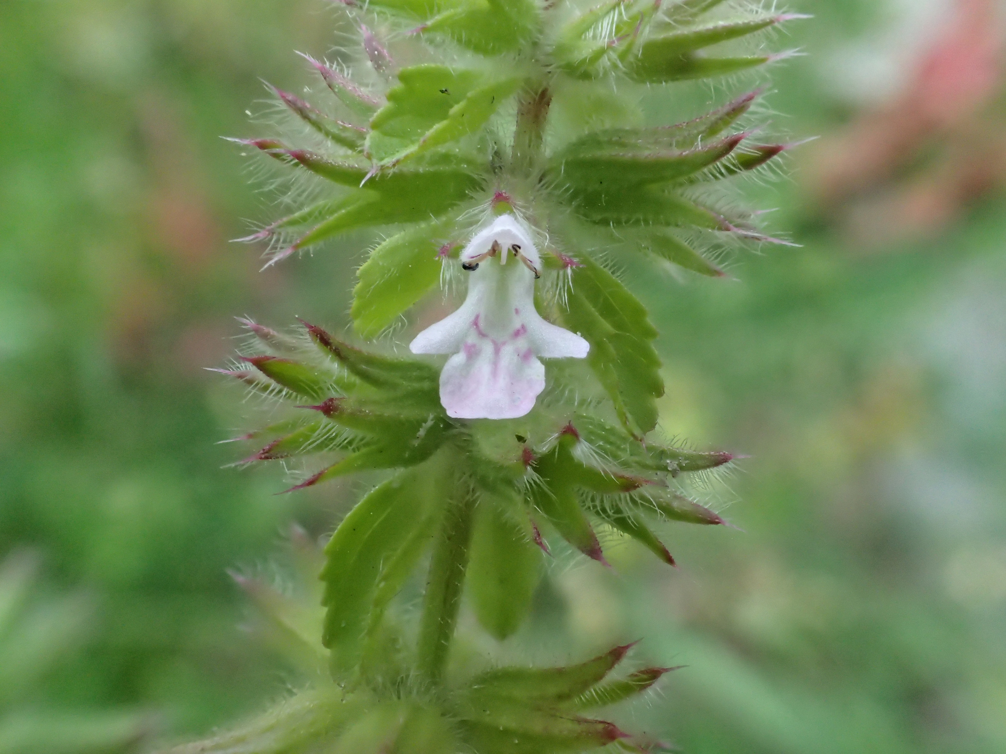 Stachys arvensis (door Wim van der Ven)