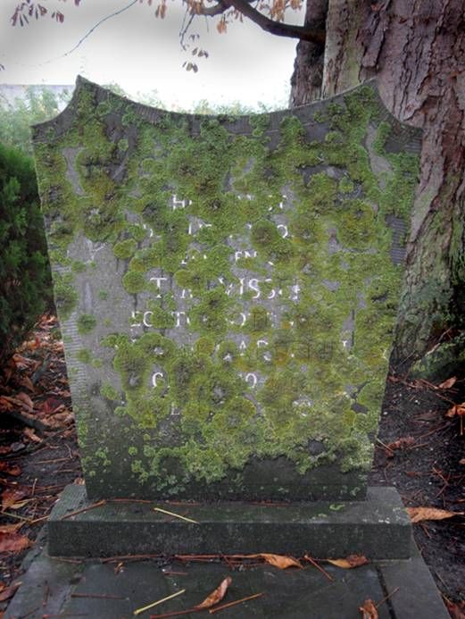 Xanthoria parietina (door Hans de Bruijn)