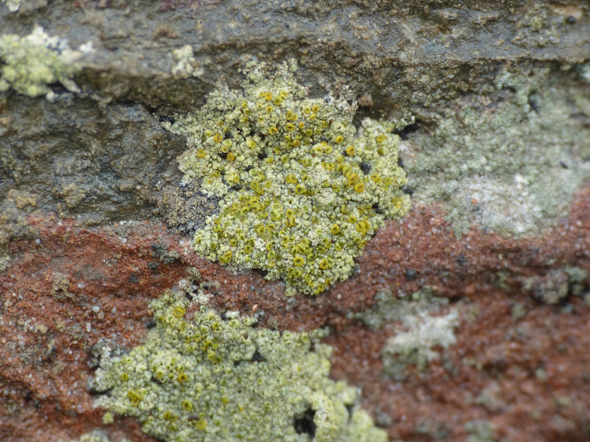 Xanthocarpia diffusa (door Henk-Jan van der Kolk)