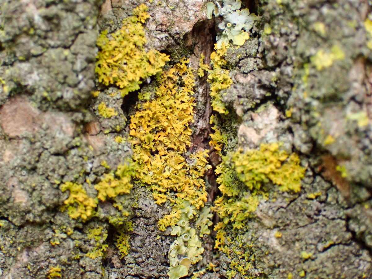 Xanthomendoza weberi (door Arne van Wingerden)