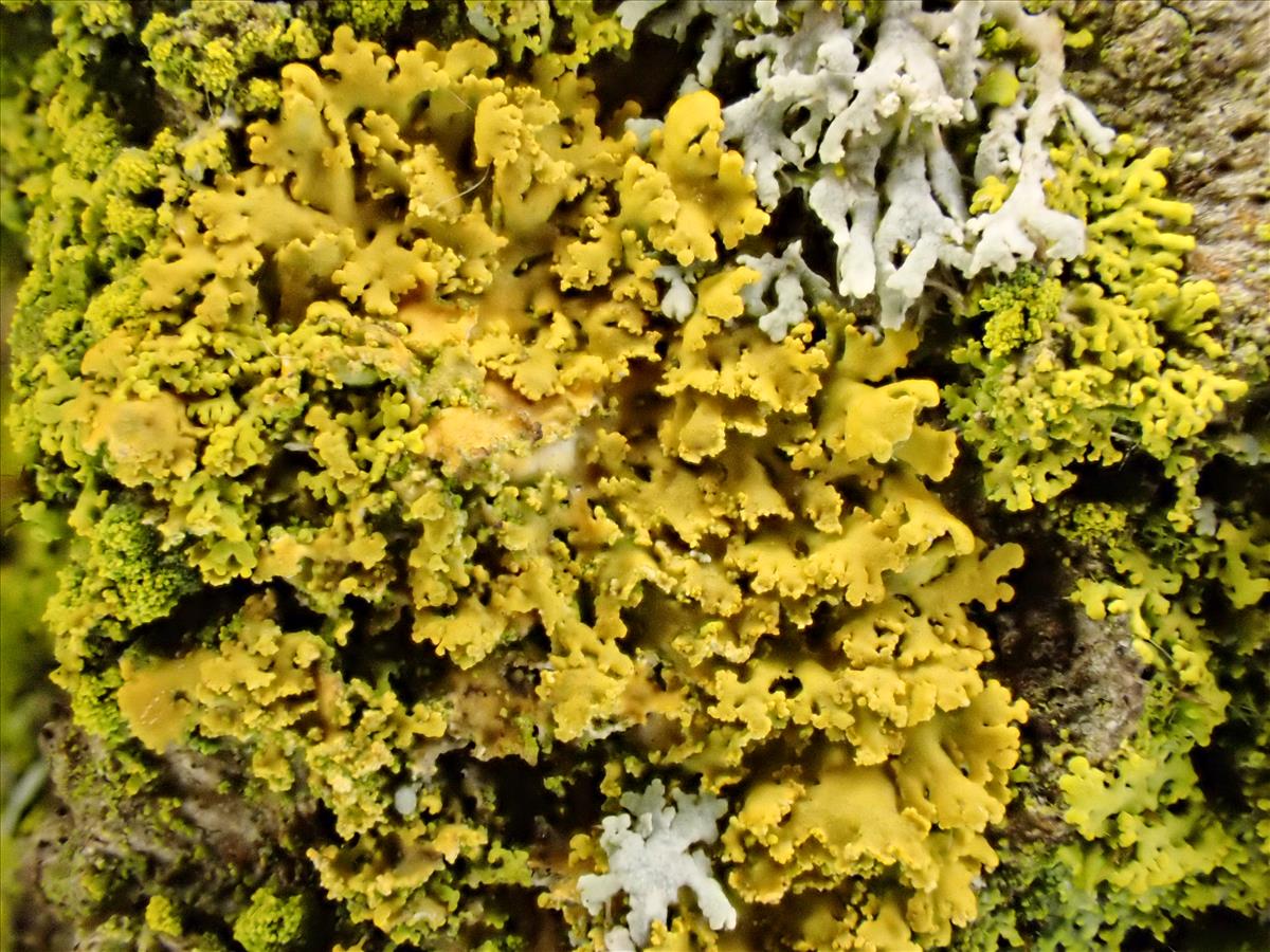 Xanthomendoza weberi (door Arne van Wingerden)