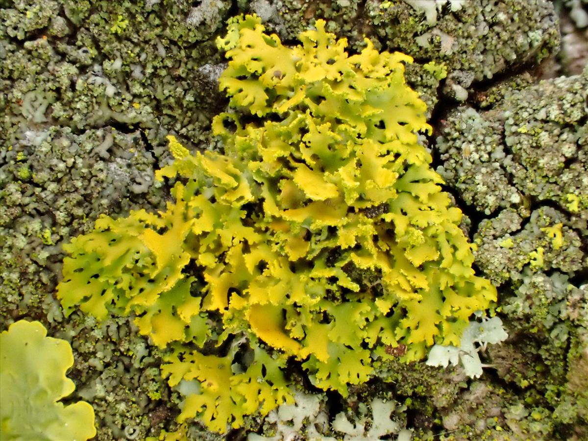Xanthomendoza weberi (door Arne van Wingerden)