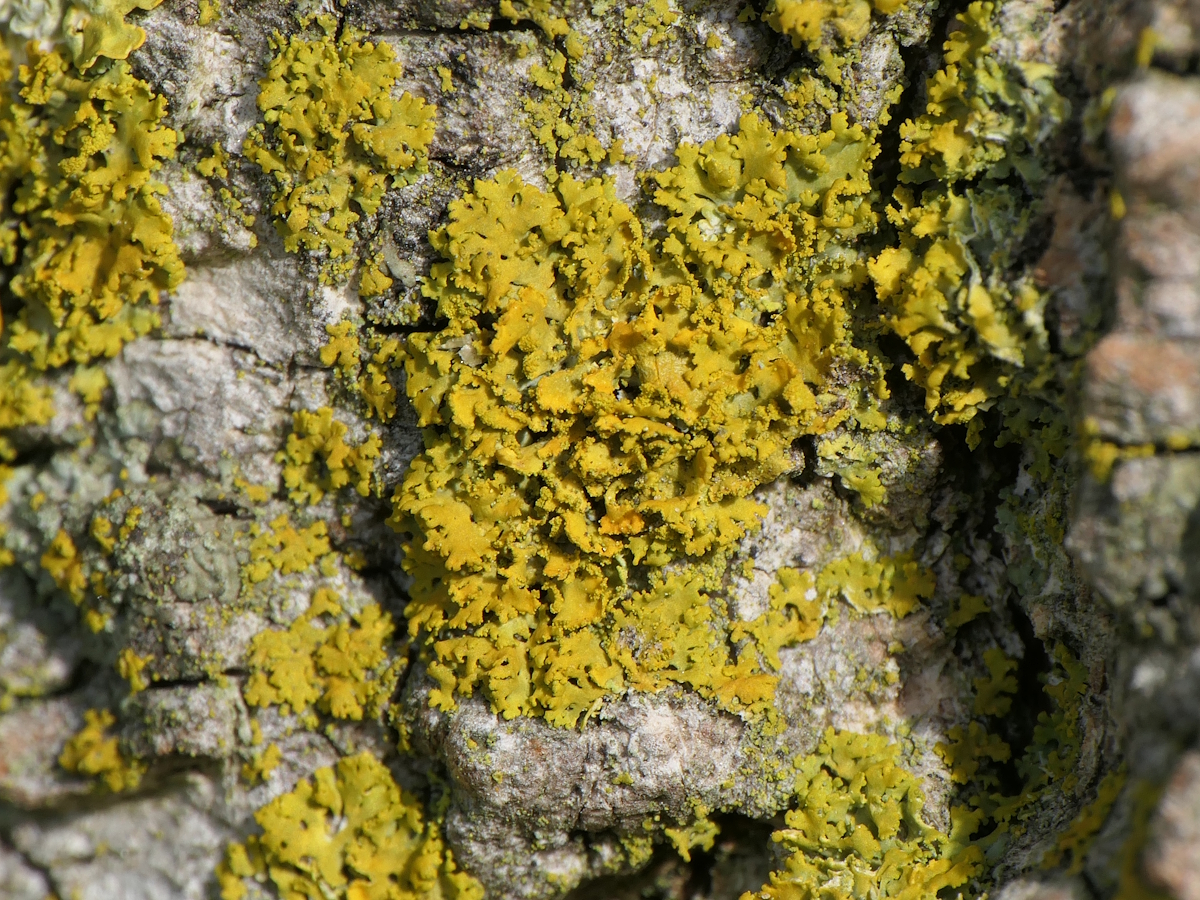 Xanthomendoza weberi (door Henk-Jan van der Kolk)