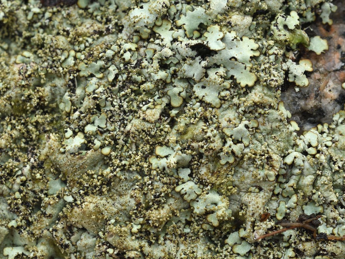 Xanthoparmelia conspersa (door Jan Freijer)