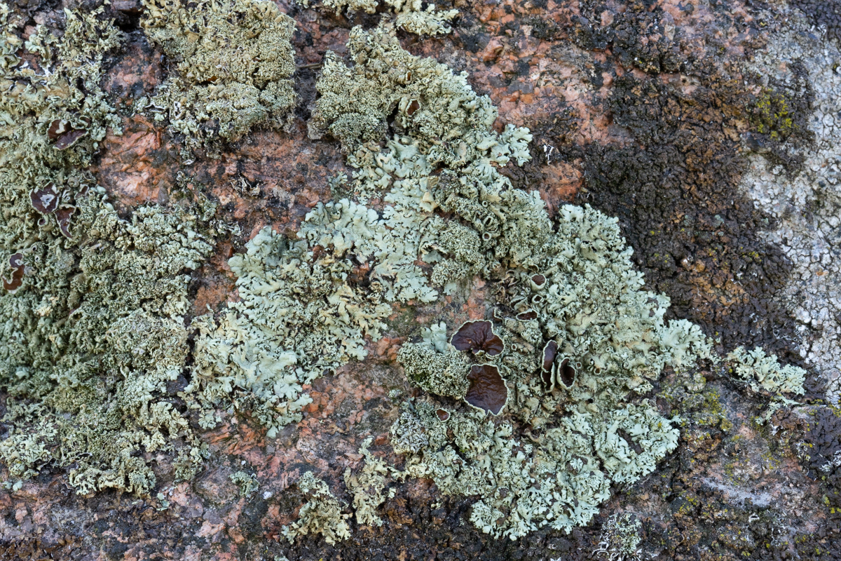 Xanthoparmelia conspersa (door Ron Poot)
