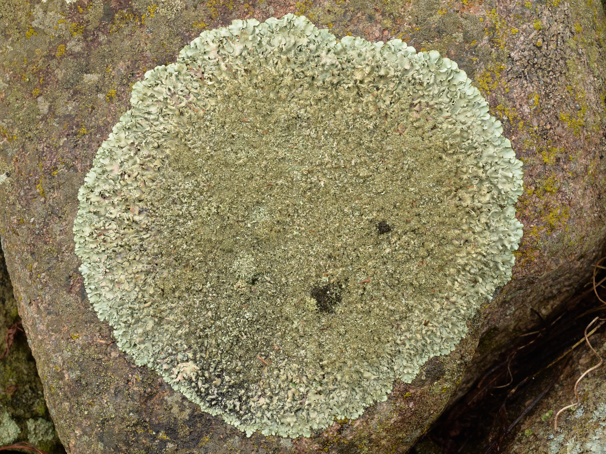 Xanthoparmelia conspersa (door Jan Freijer)