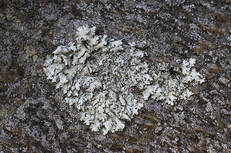 Xanthoparmelia conspersa (door Christophe Brochard / www.cbrochard.com)