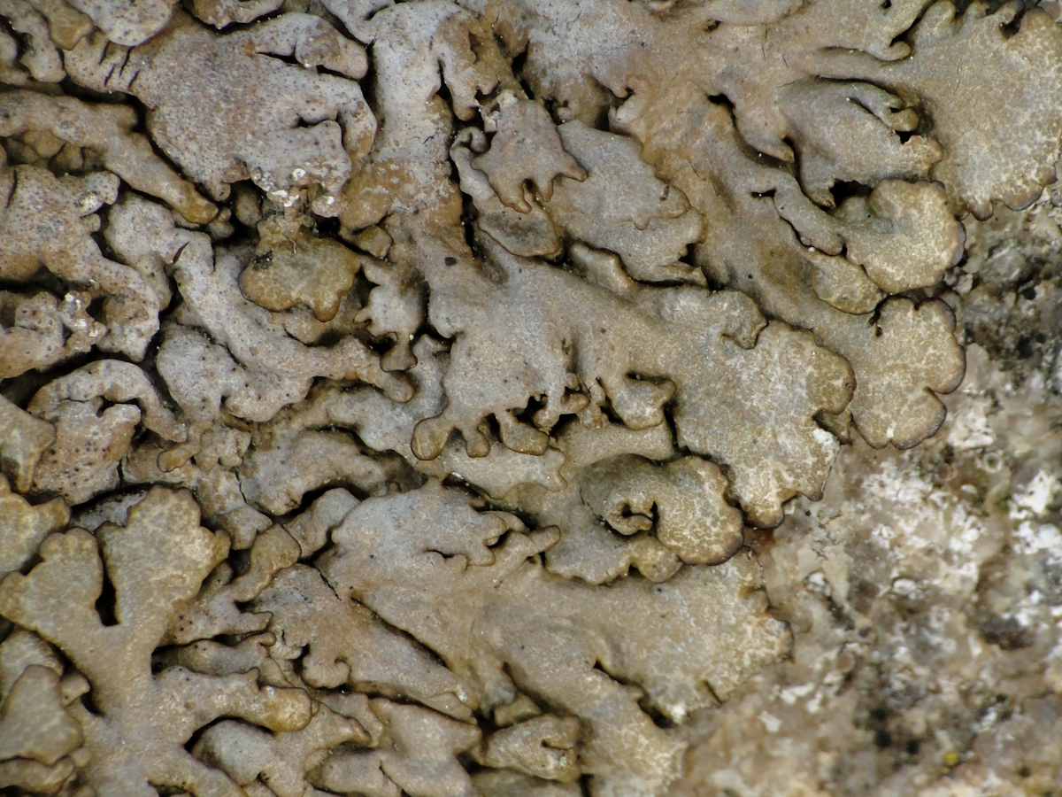 Xanthoparmelia loxodes (door Henk-Jan van der Kolk)