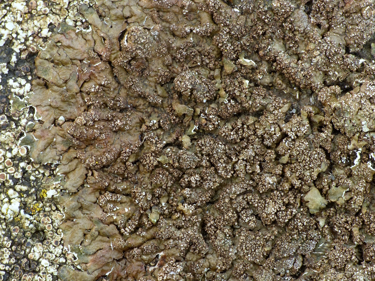 Xanthoparmelia loxodes (door Henk-Jan van der Kolk)