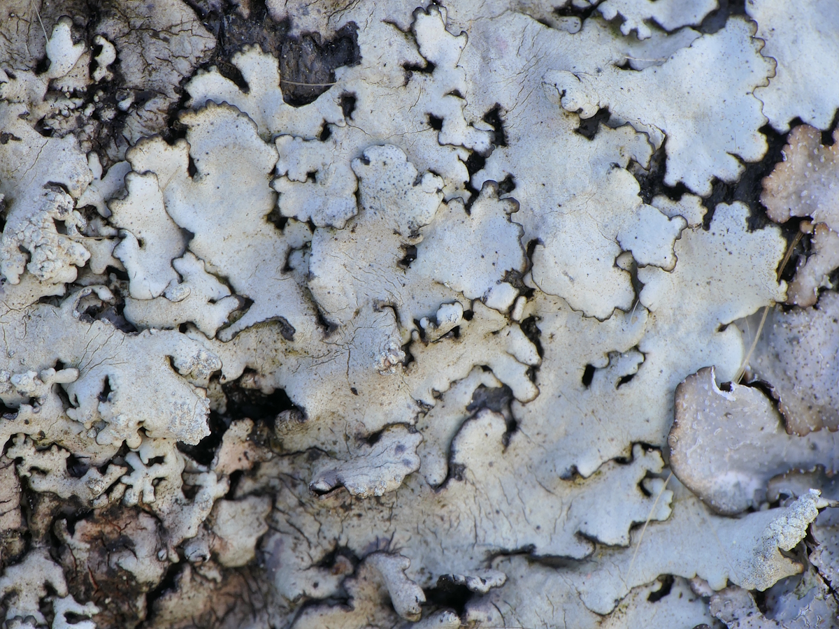 Xanthoparmelia microspora (door Henk-Jan van der Kolk)