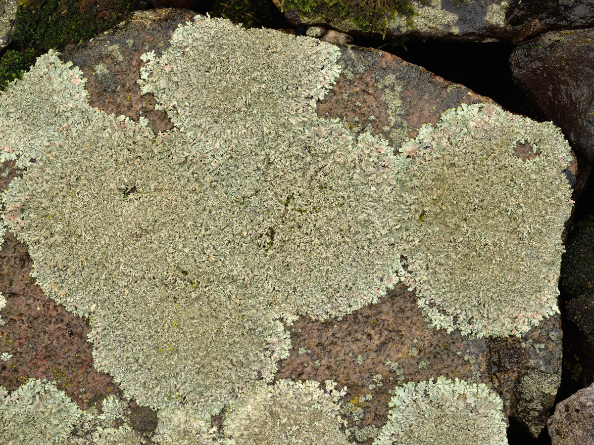 Xanthoparmelia protomatrae (door Jan Freijer)
