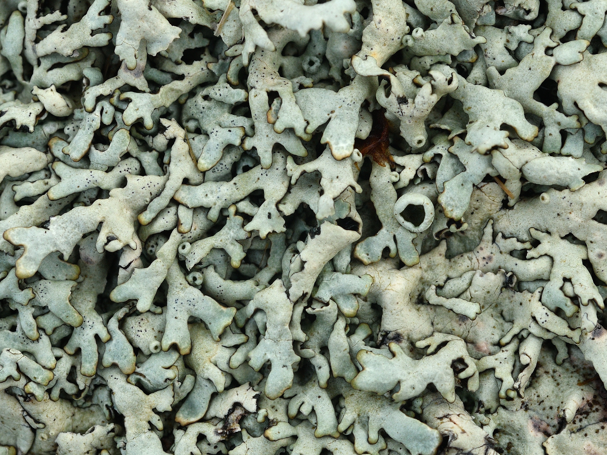 Xanthoparmelia protomatrae (door Jan Freijer)