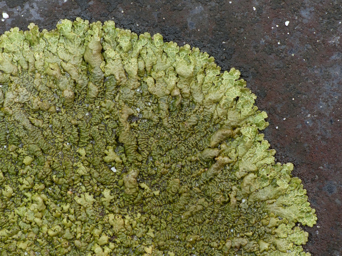 Xanthoparmelia pulla (door Henk-Jan van der Kolk)