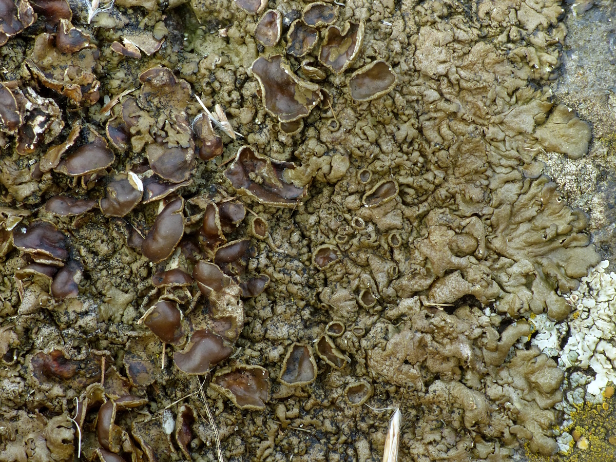 Xanthoparmelia pulla (door Henk-Jan van der Kolk)