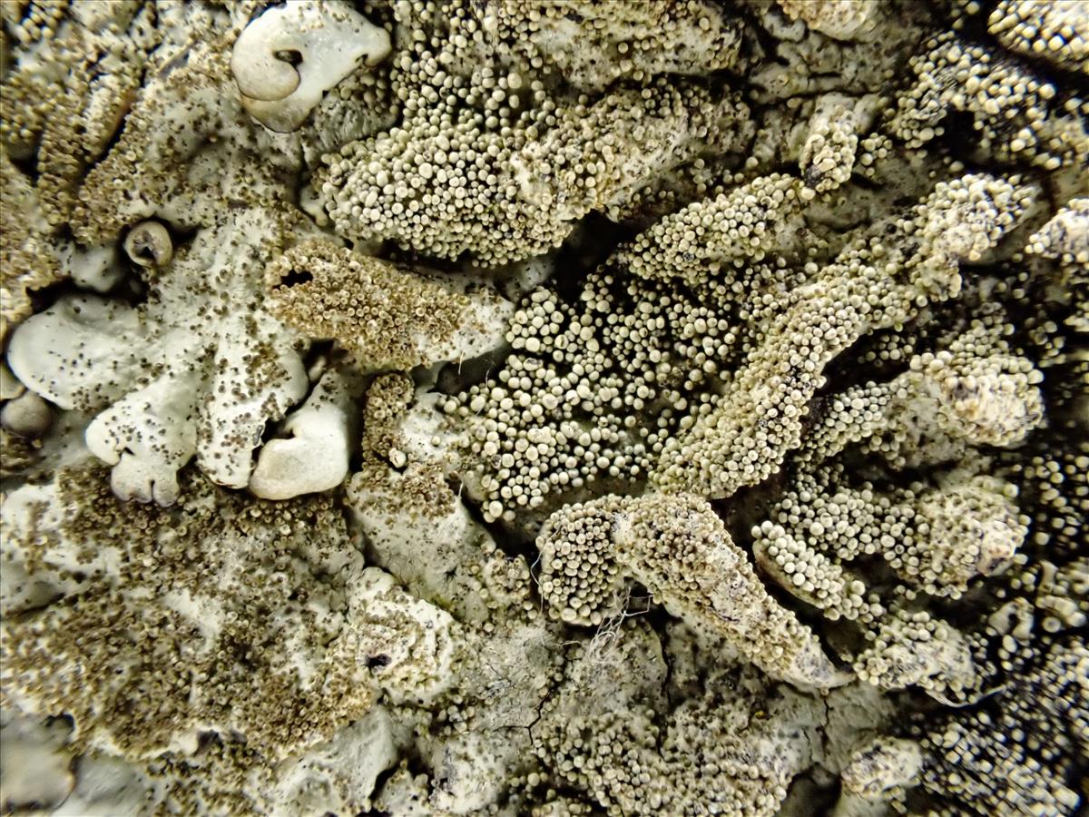 Xanthoparmelia tinctina (door Arne van Wingerden)