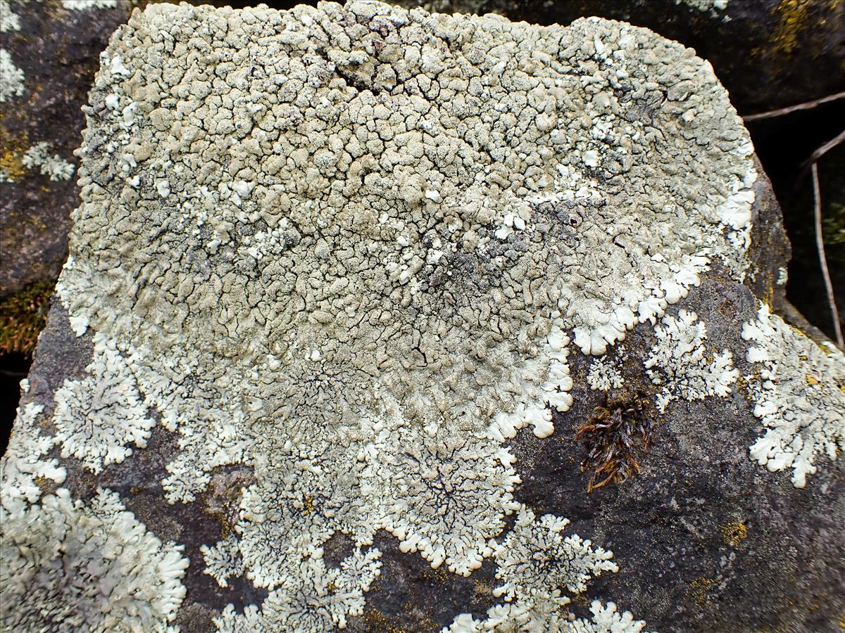 Xanthoparmelia tinctina (door Arne van Wingerden)