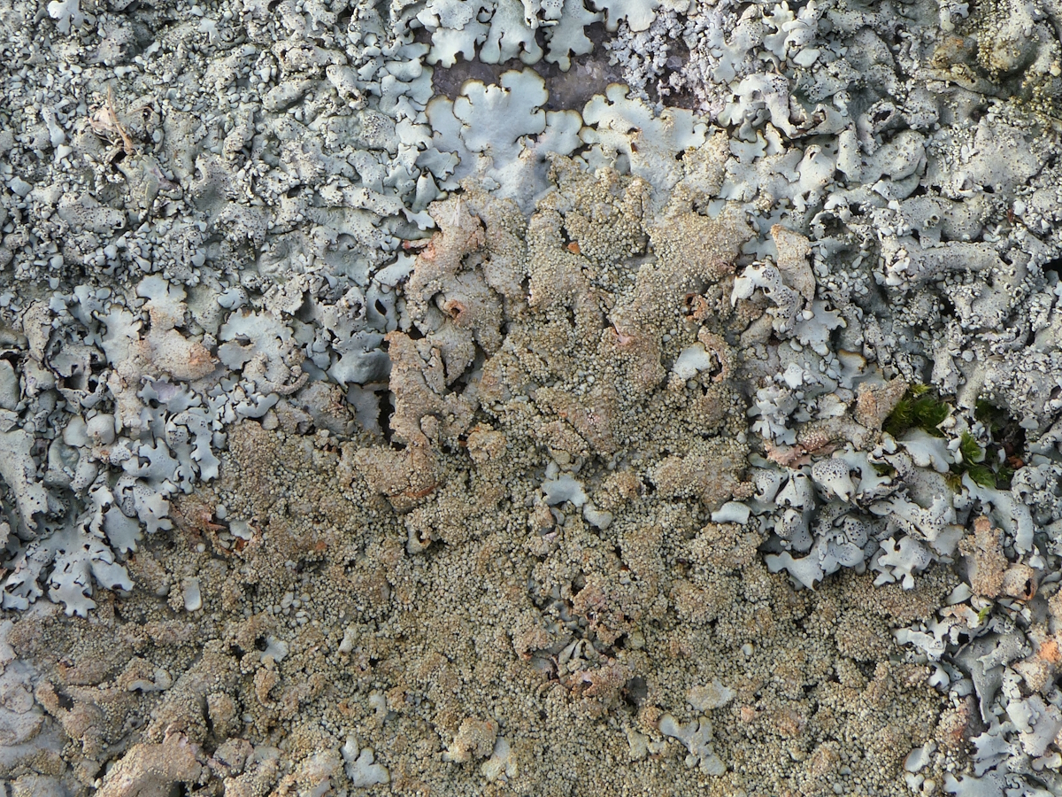 Xanthoparmelia tinctina (door Henk-Jan van der Kolk)