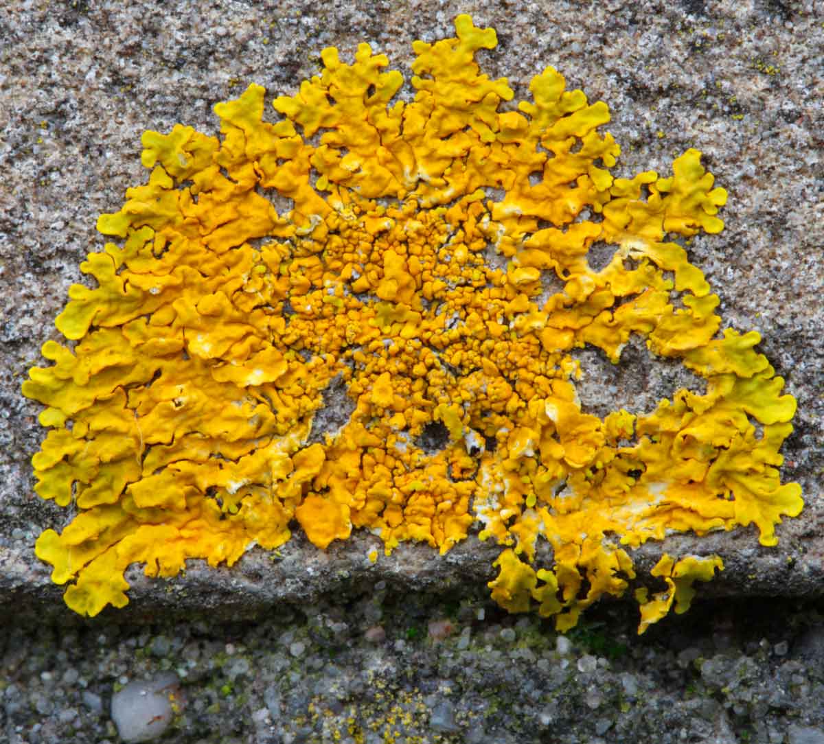 Xanthoria calcicola (door Henk Visser)