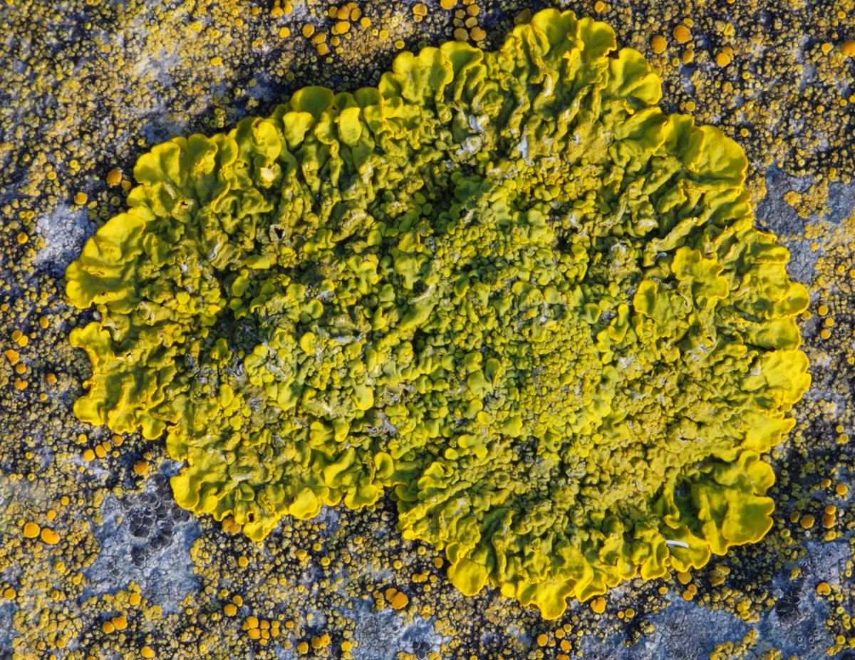 Xanthoria calcicola (door Henk Visser)