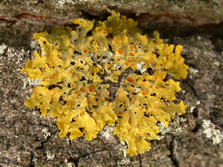 Xanthoria parietina (door Laurens Sparrius)