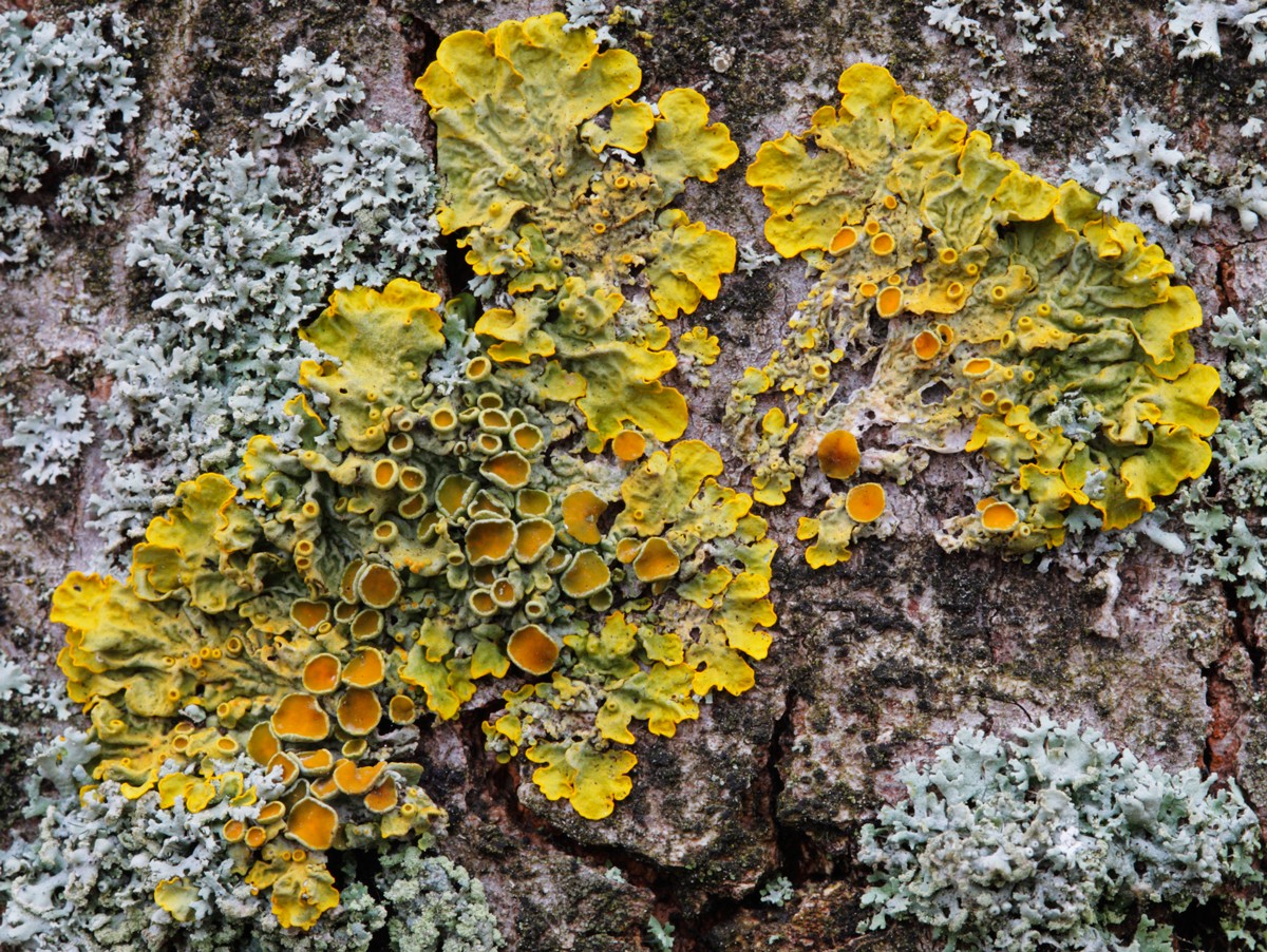 Xanthoria parietina (door Henk Visser)