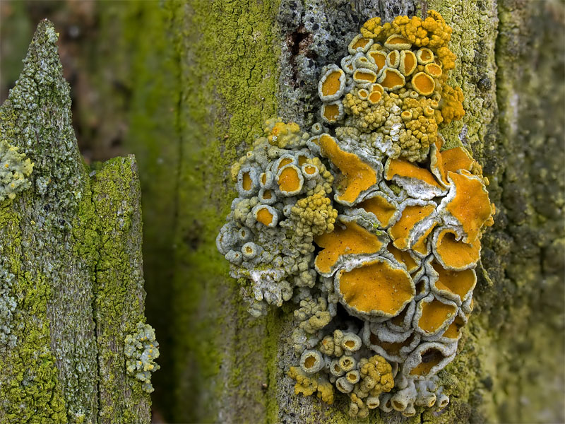 Polycauliona polycarpa (door Bart Horvers)