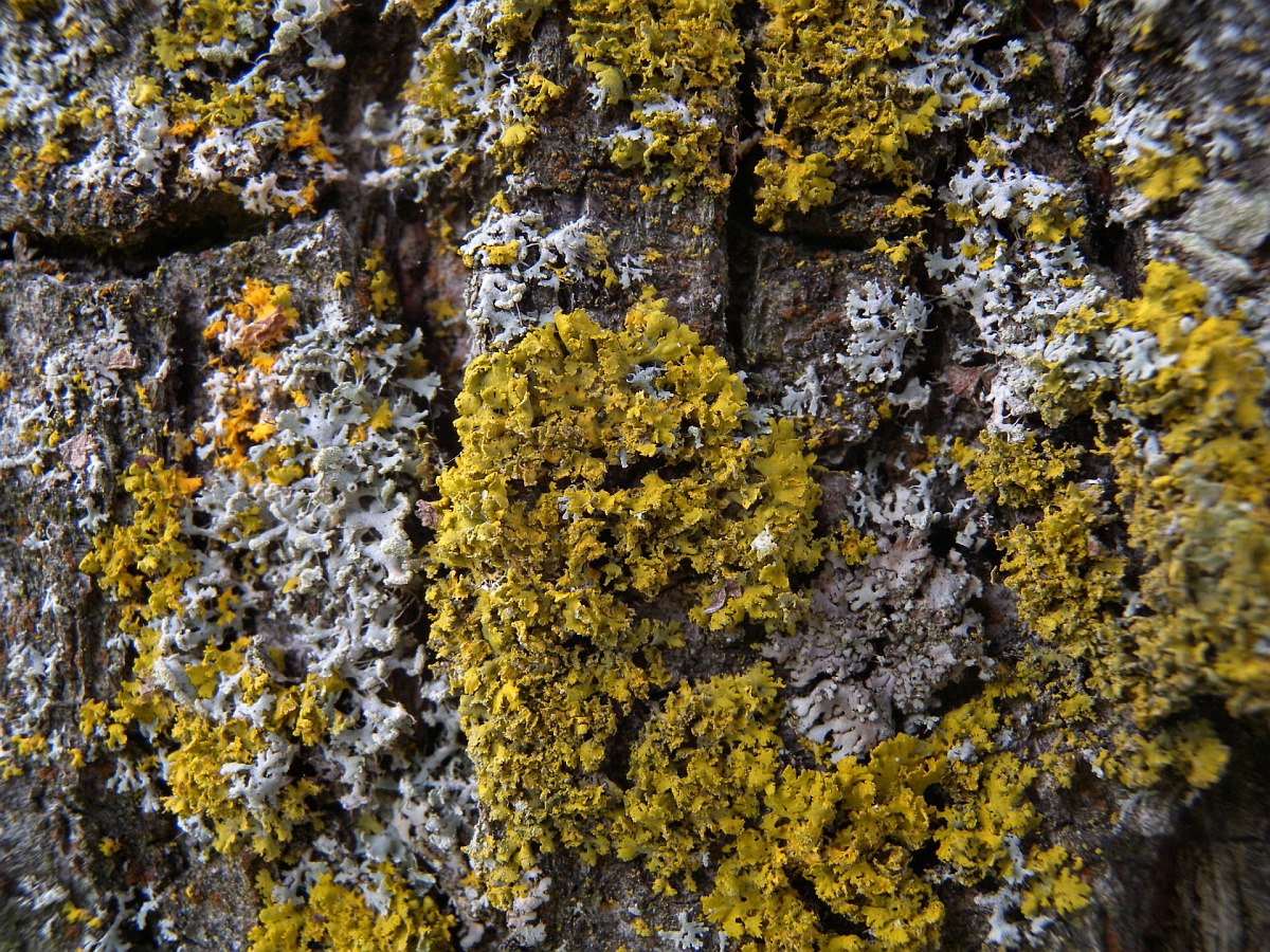 Xanthomendoza ulophyllodes (door Hans Toetenel)