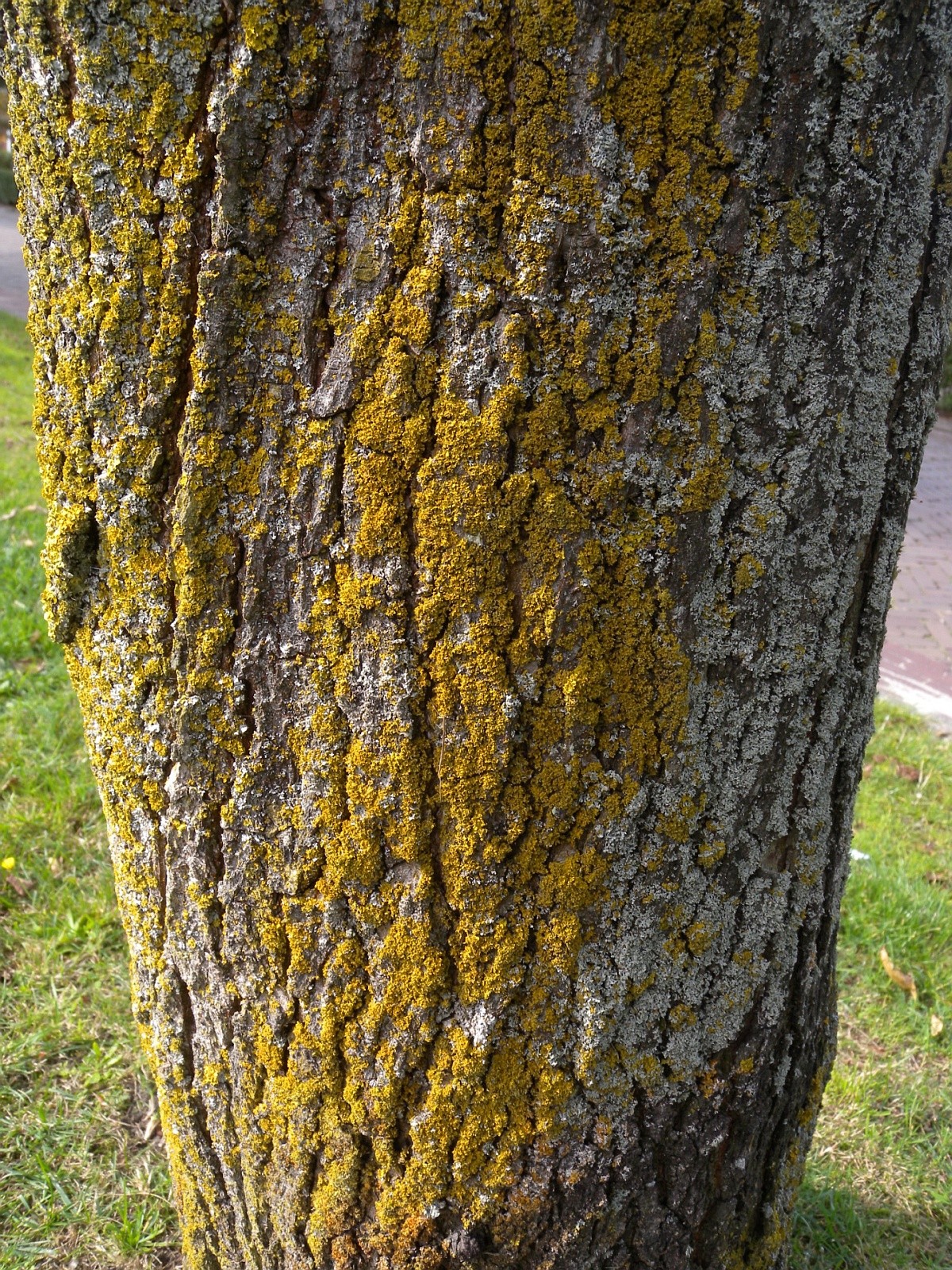 Xanthomendoza ulophyllodes (door Hans Toetenel)