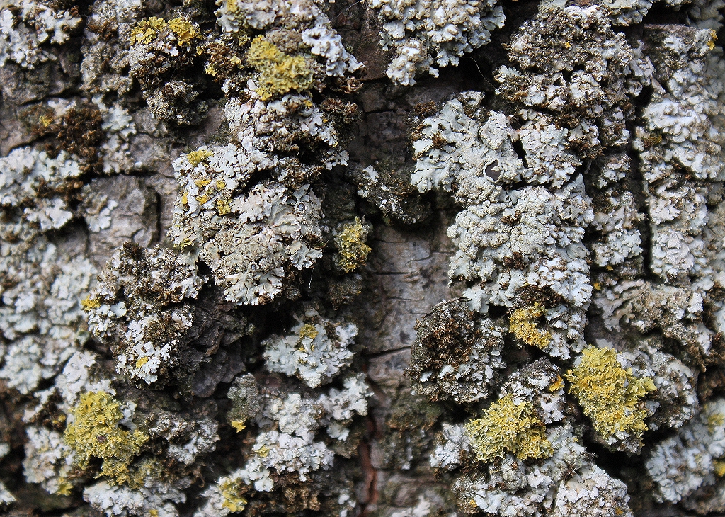 Xanthomendoza ulophyllodes (door Laurens Sparrius)