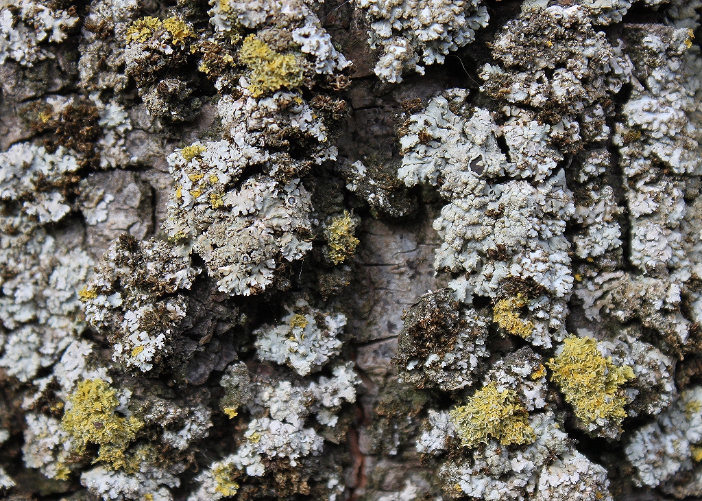 Xanthomendoza ulophyllodes (door Laurens Sparrius)