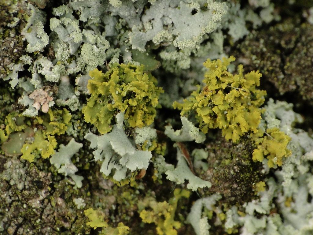 Polycauliona candelaria (door Henk-Jan van der Kolk)