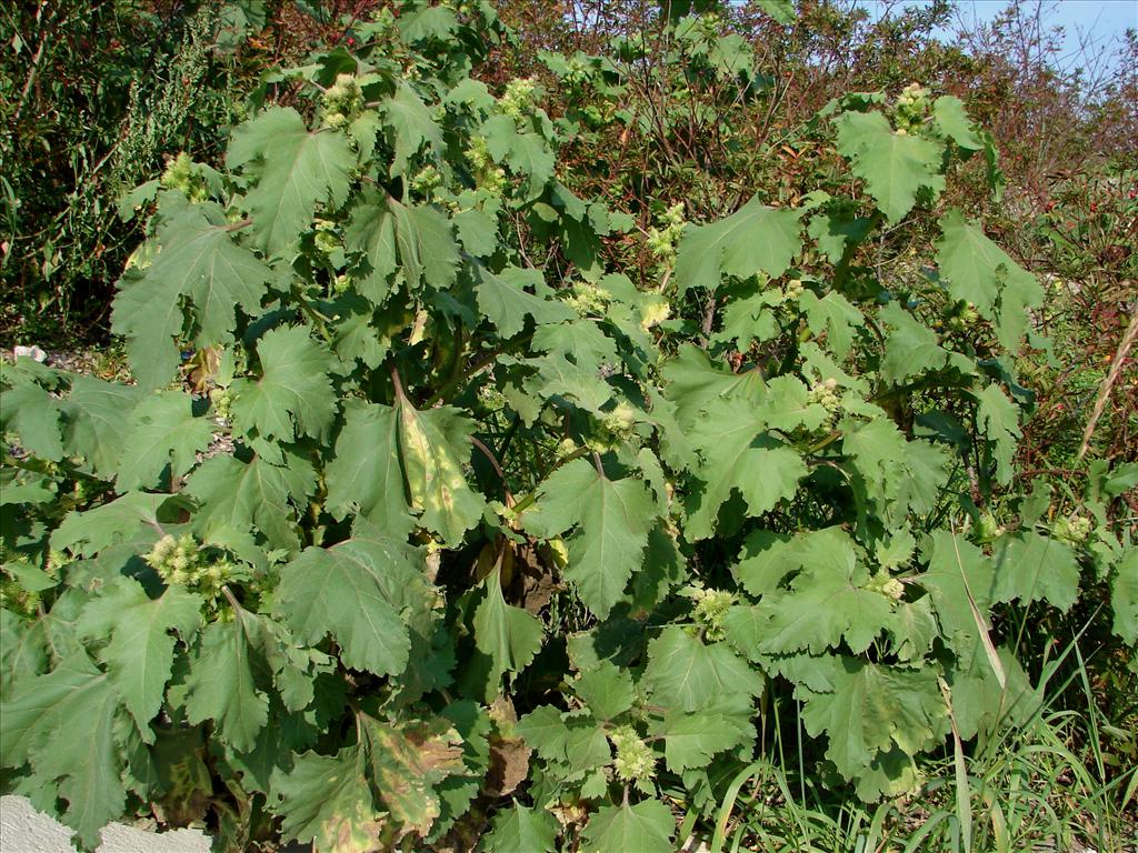 Xanthium orientale/strumarium (door Adrie van Heerden)