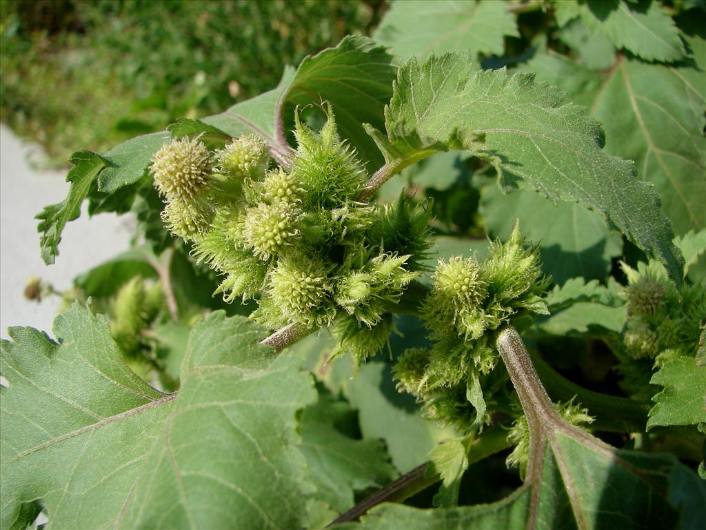 Xanthium orientale/strumarium (door Adrie van Heerden)